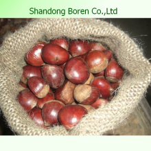 Importar Chestnut Fresco De Shandong